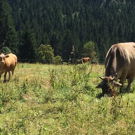 Bruno - Suedhanglage Mit 2 Schlafzimmern Feldberg